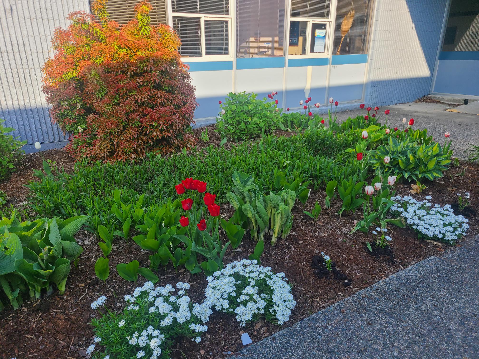 Hatzic Middle School Gardens